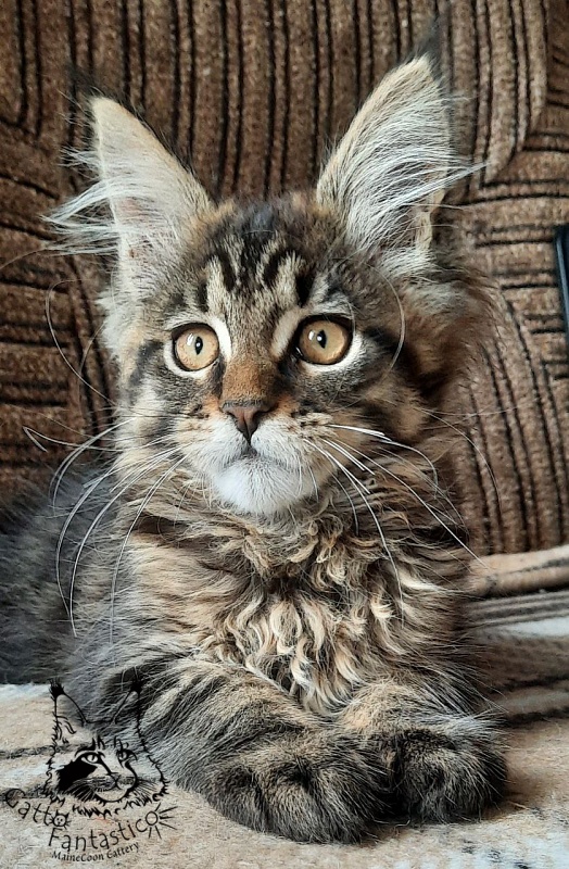 Gatto Fantastico Burewij - Кошеня мейн-кун 2 місяця 3,5 тижні