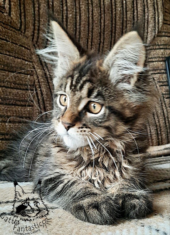 Gatto Fantastico Burewij - Кошеня мейн-кун 2 місяця 3,5 тижні