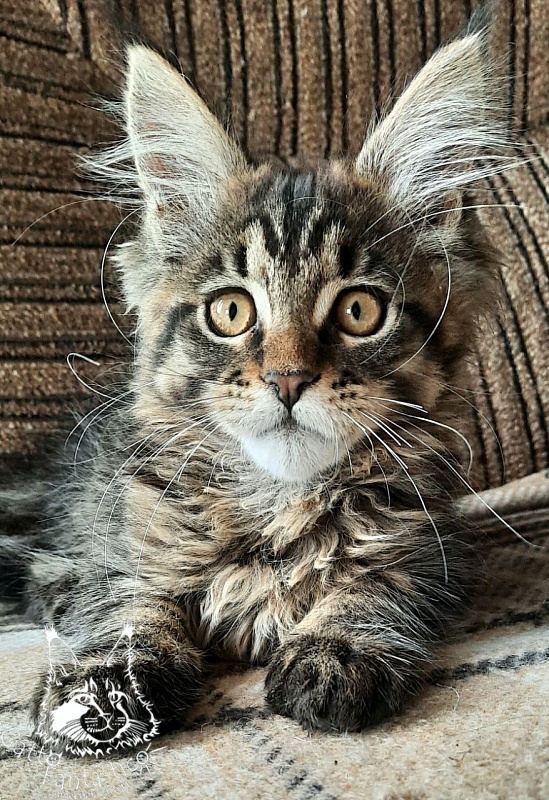 Gatto Fantastico Burewij - Кошеня мейн-кун 2 місяця 3,5 тижні
