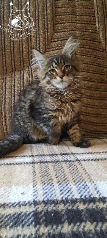 Gatto Fantastico Burewij - Кошеня мейн-кун 3 місяця 0,5 тижнів