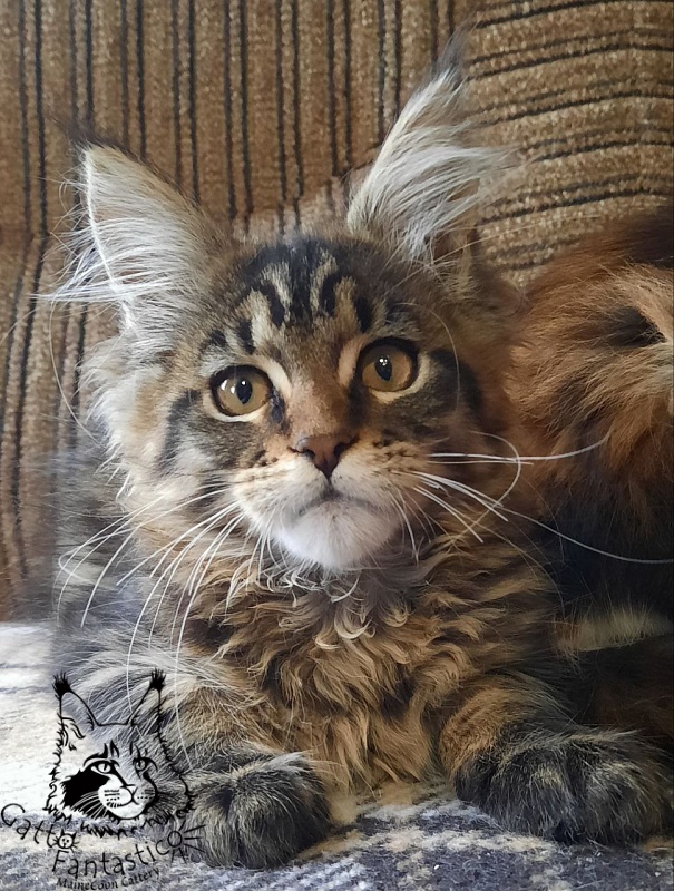 Gatto Fantastico Burewij - Кошеня мейн-кун 3 місяця 0,5 тижнів