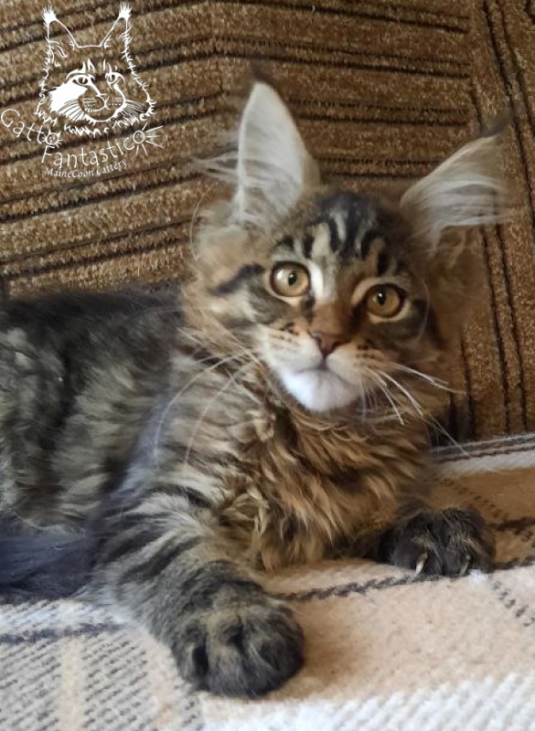 Gatto Fantastico Burewij - Кошеня мейн-кун 3 місяця 0,5 тижнів