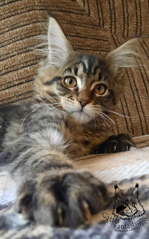 Gatto Fantastico Burewij - Кошеня мейн-кун 3 місяця 0,5 тижнів