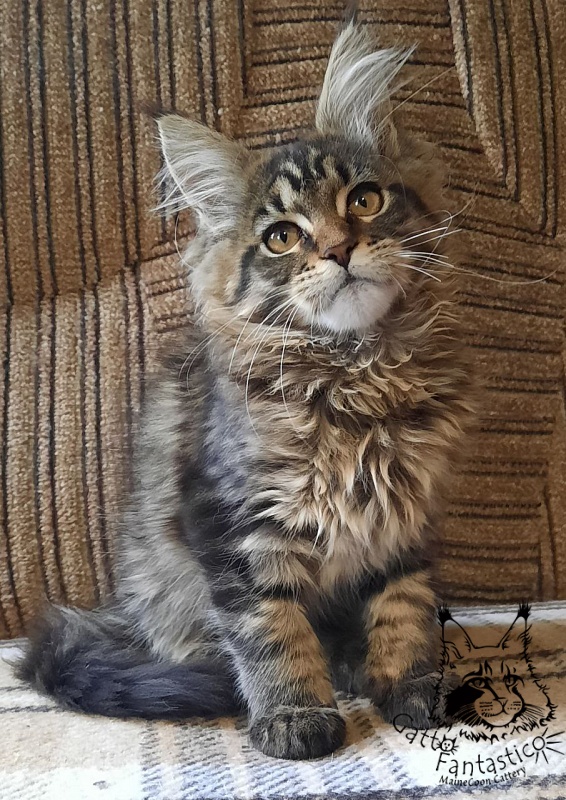 Gatto Fantastico Burewij - Кошеня мейн-кун 3 місяця 0,5 тижнів