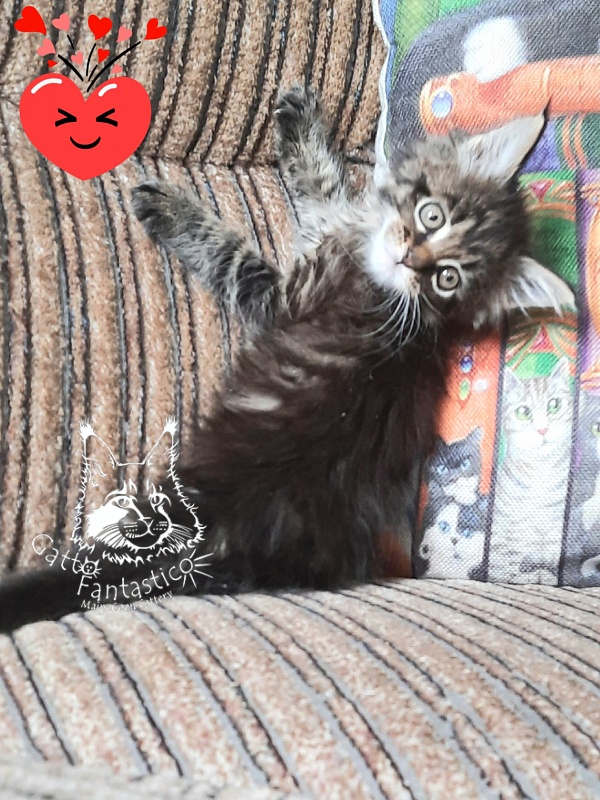 Gatto Fantastico Burewij - Кошеня мейн-кун 1 місяць 2,5 тижні