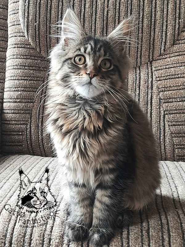 Gatto Fantastico Burewij - Кошеня мейн-кун 4 місяця 1,5 тиждень
