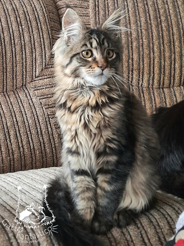 Gatto Fantastico Burewij - Кошеня мейн-кун 4 місяця 1,5 тиждень