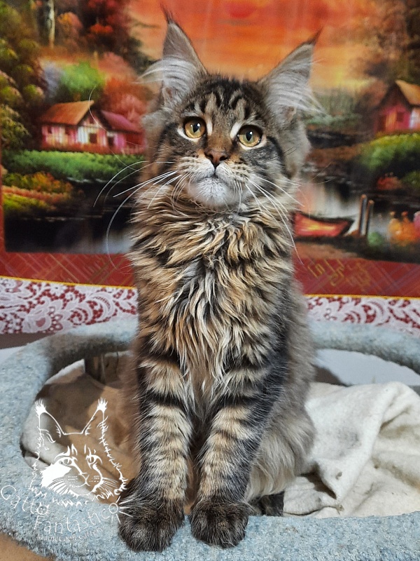 Gatto Fantastico Burewij - Кошеня мейн-кун 4 місяця 2 тижні
