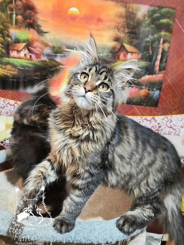 Gatto Fantastico Burewij - Кошеня мейн-кун 4 місяця 3 тижні