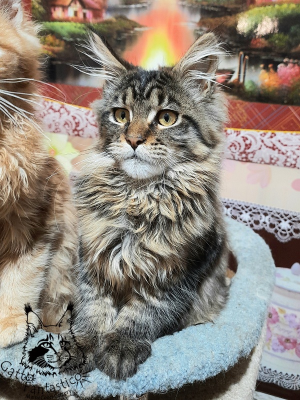 Gatto Fantastico Burewij - Кошеня мейн-кун 4 місяця 3 тижні