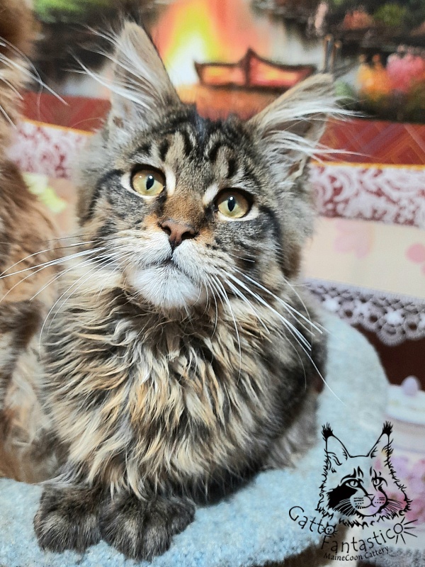 Gatto Fantastico Burewij - Кошеня мейн-кун 4 місяця 3 тижні