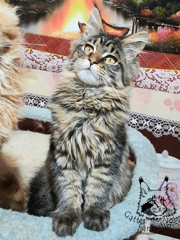 Gatto Fantastico Burewij - Кошеня мейн-кун 4 місяця 3 тижні