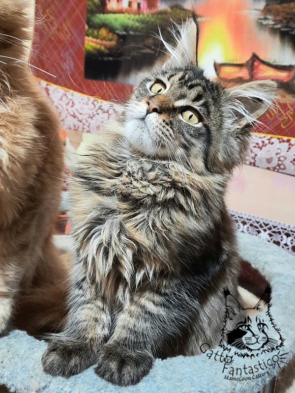 Gatto Fantastico Burewij - Кошеня мейн-кун 4 місяця 3 тижні