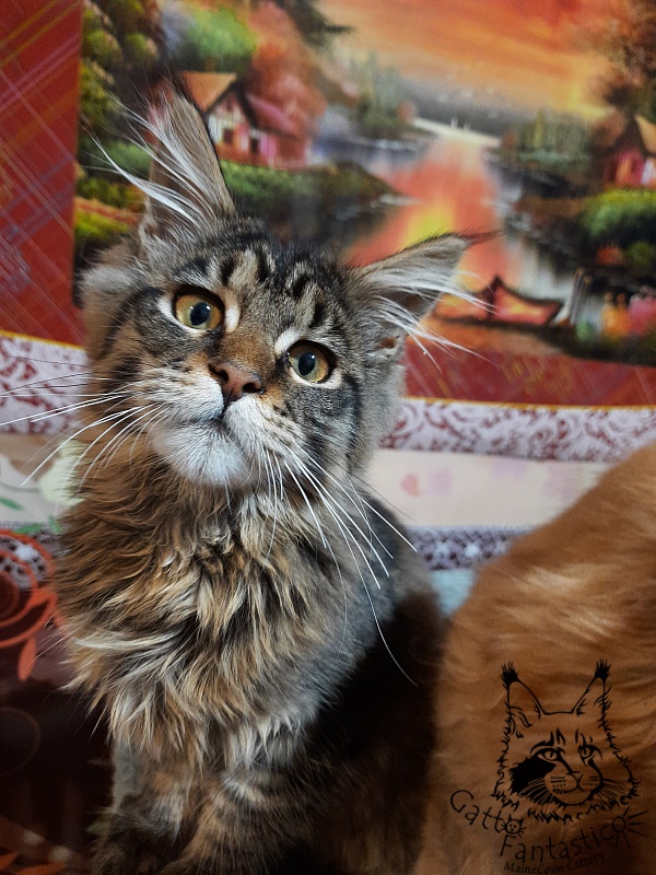 Gatto Fantastico Burewij - Кошеня мейн-кун 4 місяця 3 тижні