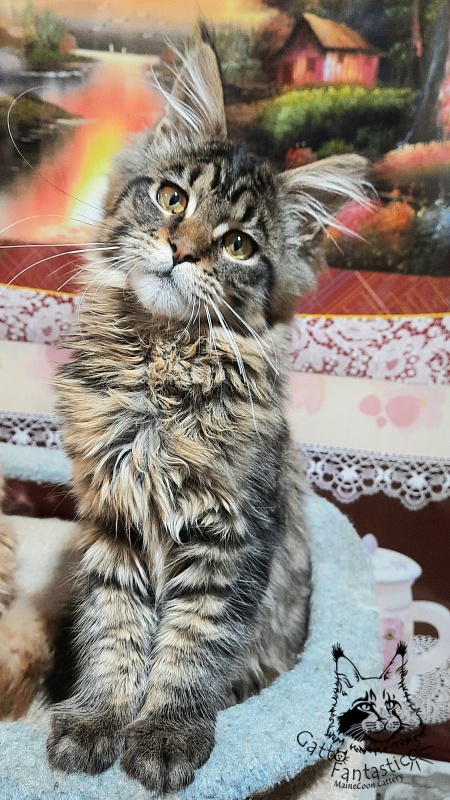 Gatto Fantastico Burewij - Кошеня мейн-кун 4 місяця 3 тижні