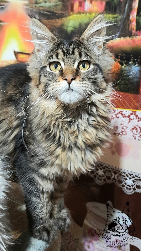Gatto Fantastico Burewij - Кошеня мейн-кун 4 місяця 3 тижні