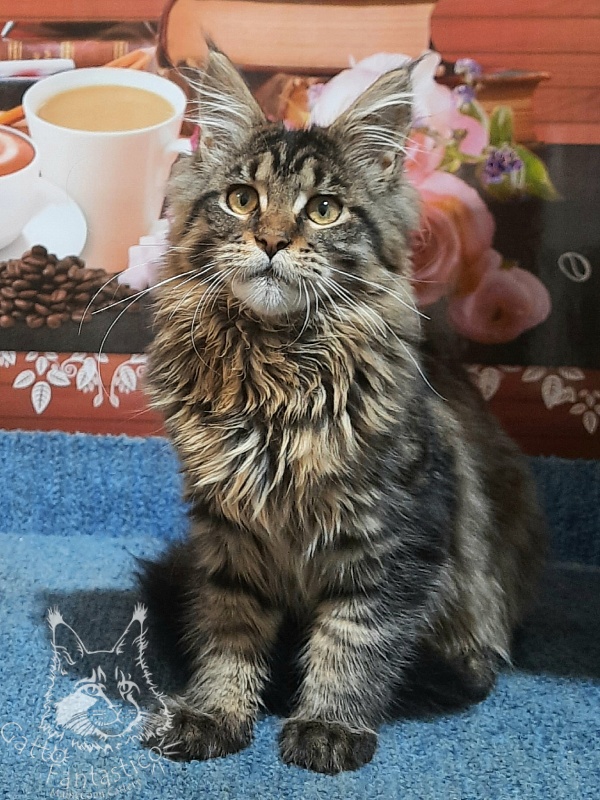 Gatto Fantastico Burewij - Кошеня мейн-кун 5 місяців