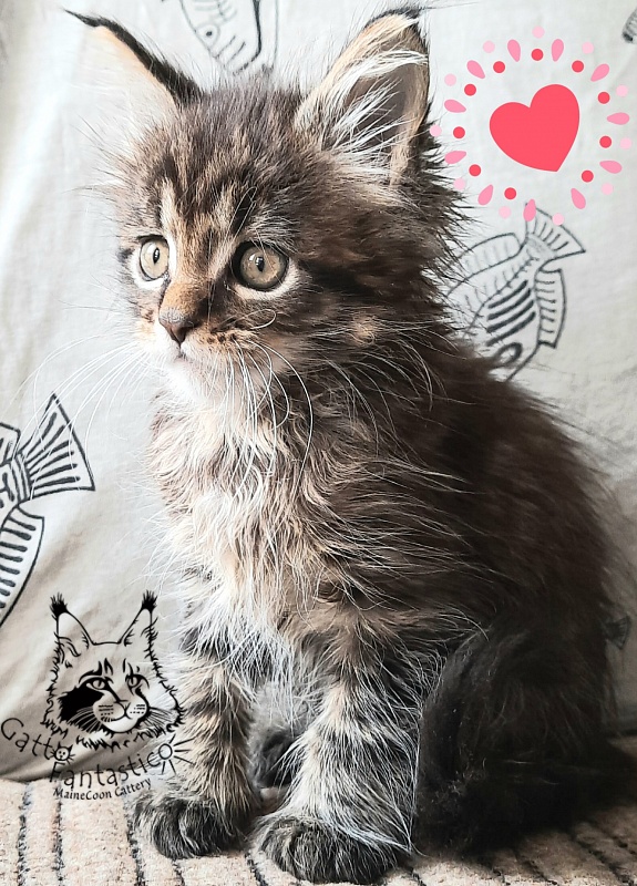 Gatto Fantastico Burewij - Кошеня мейн-кун 1 місяць 2,5 тижні