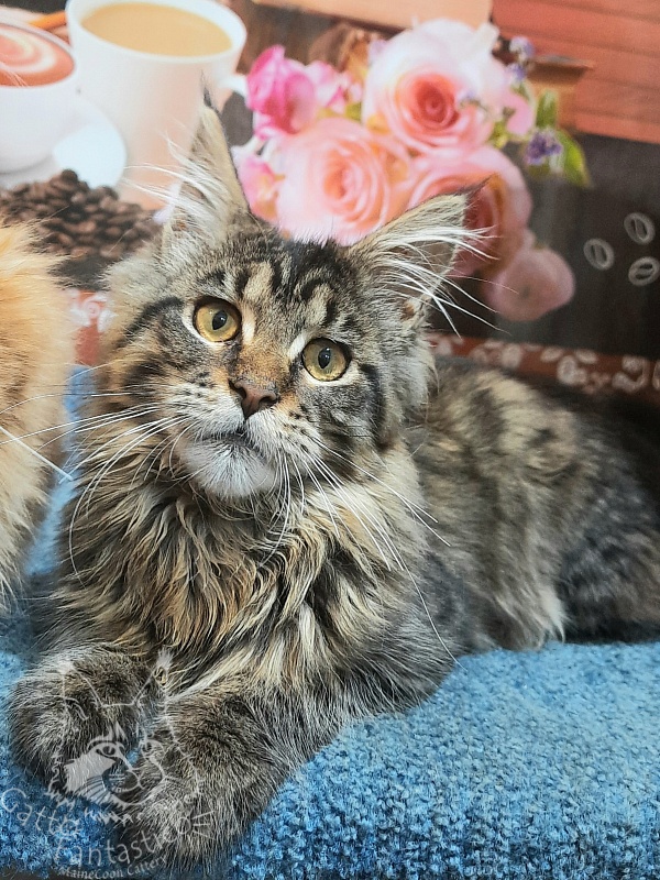 Gatto Fantastico Burewij - Кошеня мейн-кун 5 місяців
