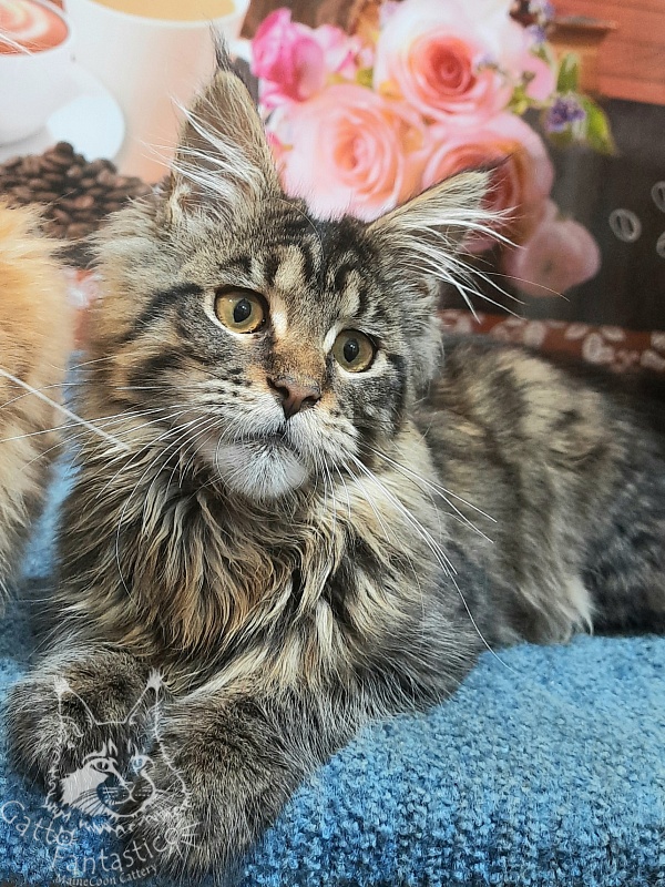 Gatto Fantastico Burewij - Кошеня мейн-кун 5 місяців