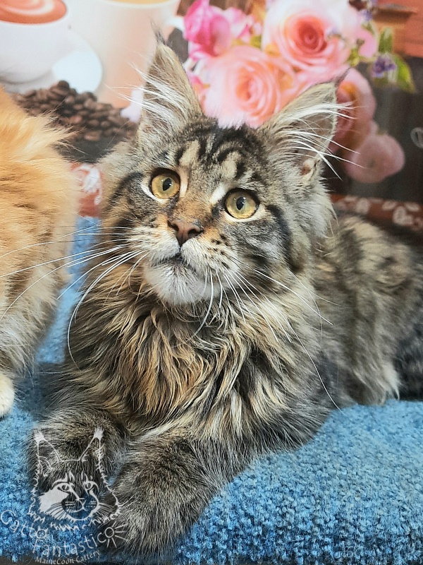 Gatto Fantastico Burewij - Кошеня мейн-кун 5 місяців
