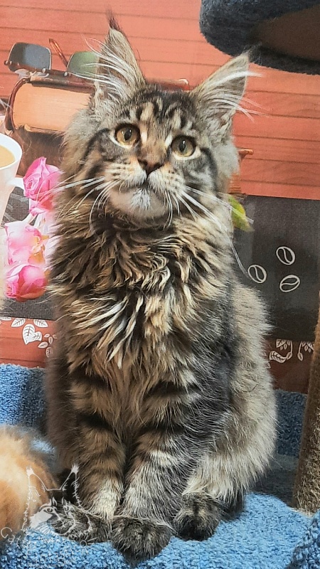 Gatto Fantastico Burewij - Кошеня мейн-кун 5 місяців