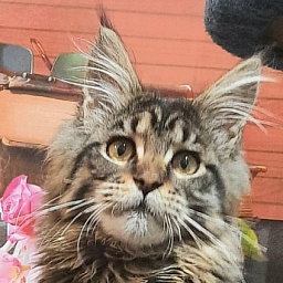 Gatto Fantastico Burewij