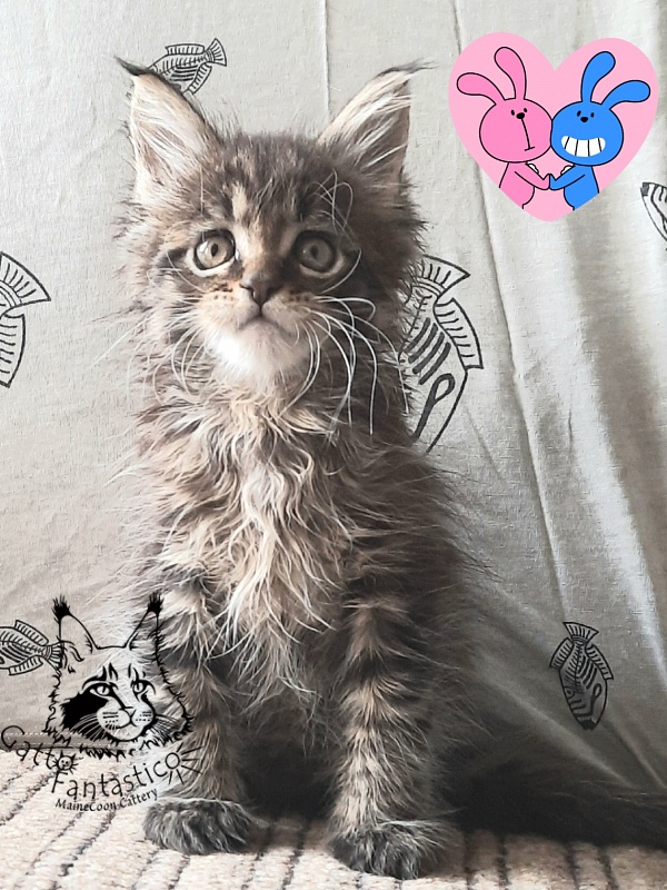 Gatto Fantastico Burewij - Кошеня мейн-кун 1 місяць 2,5 тижні