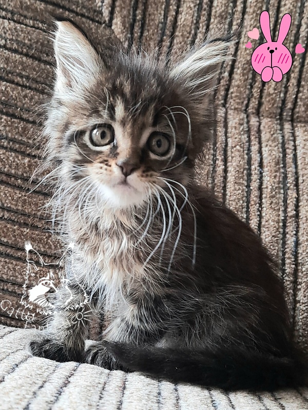 Gatto Fantastico Burewij - Кошеня мейн-кун 1 місяць 2,5 тижні