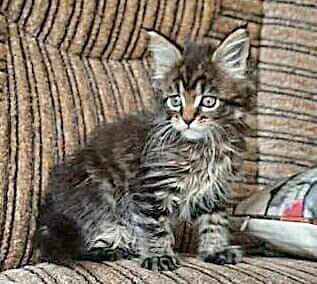 Gatto Fantastico Burewij - Кошеня мейн-кун 1 місяць 2,5 тижні