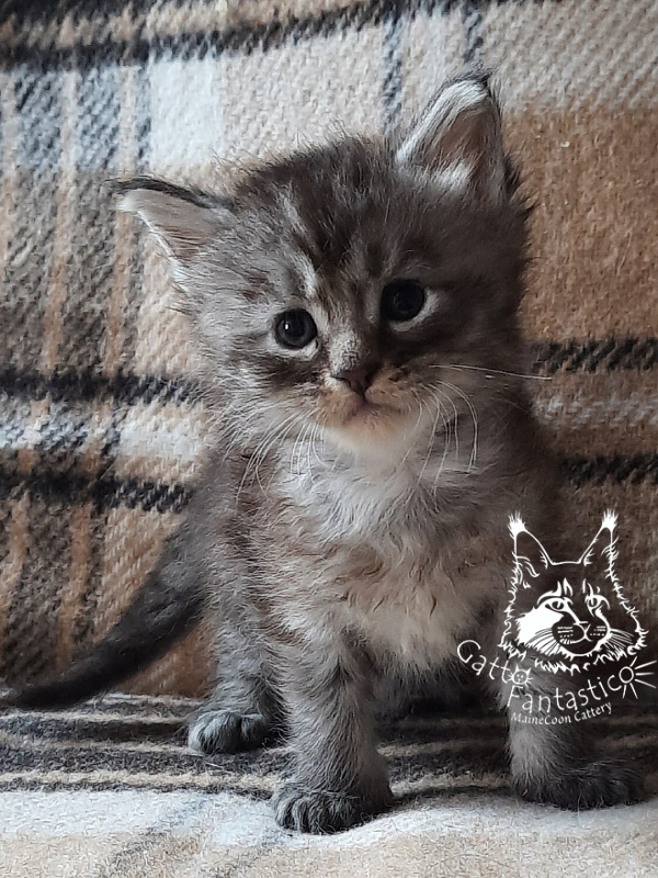 Gatto Fantastico Bayraktar - Кошеня мейн-кун 3,5 тижні