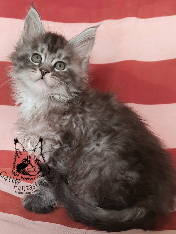 Gatto Fantastico Bayraktar - Кошеня мейн-кун 1 місяць 3 тижні
