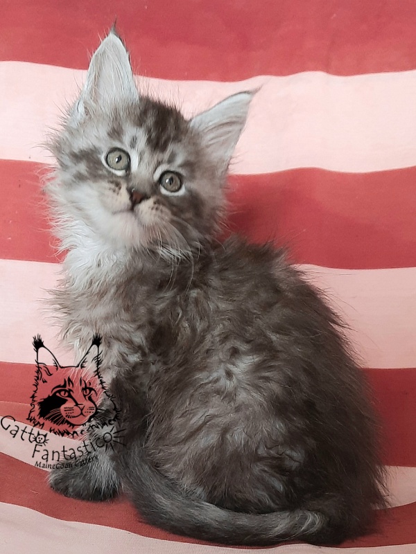 Gatto Fantastico Bayraktar - Кошеня мейн-кун 1 місяць 3 тижні
