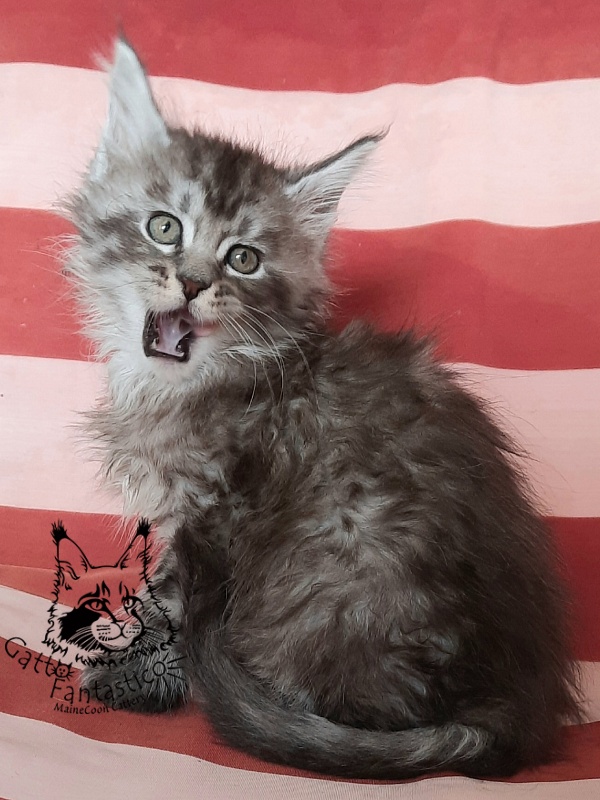 Gatto Fantastico Bayraktar - Кошеня мейн-кун 1 місяць 3 тижні