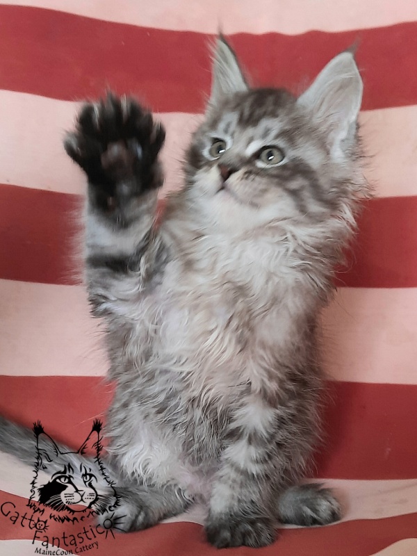 Gatto Fantastico Bayraktar - Кошеня мейн-кун 1 місяць 3 тижні