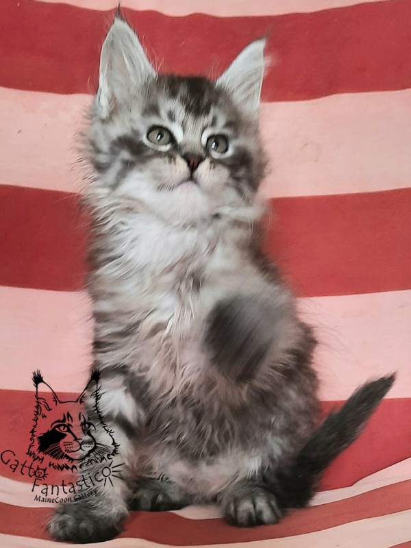 Gatto Fantastico Bayraktar - Кошеня мейн-кун 1 місяць 3 тижні