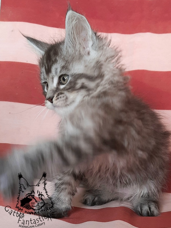 Gatto Fantastico Bayraktar - Кошеня мейн-кун 1 місяць 3 тижні