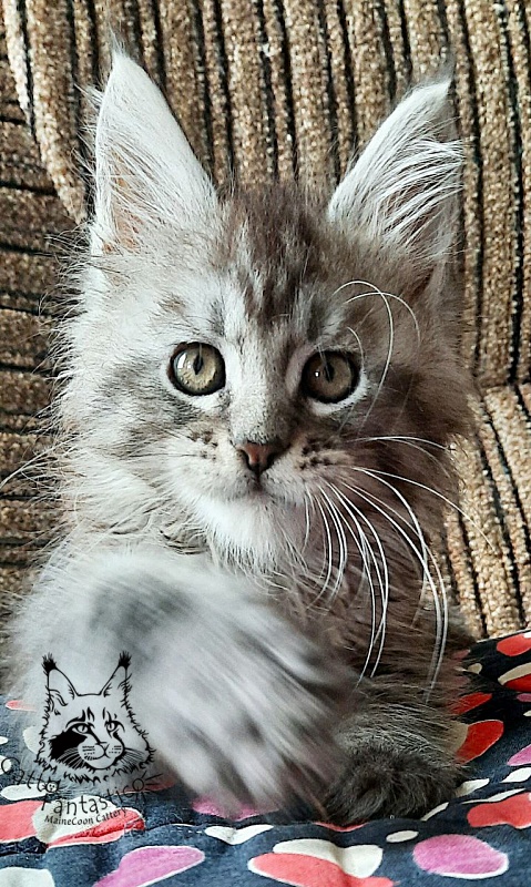 Gatto Fantastico Bayraktar - Кошеня мейн-кун 2 місяця