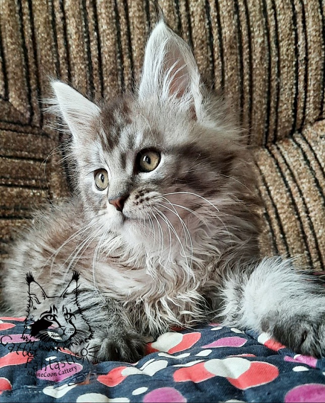 Gatto Fantastico Bayraktar - Кошеня мейн-кун 2 місяця