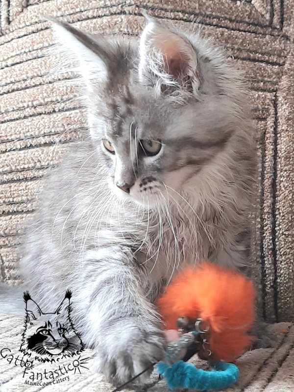 Gatto Fantastico Bayraktar - Кошеня мейн-кун 2 місяця 1 тиждень