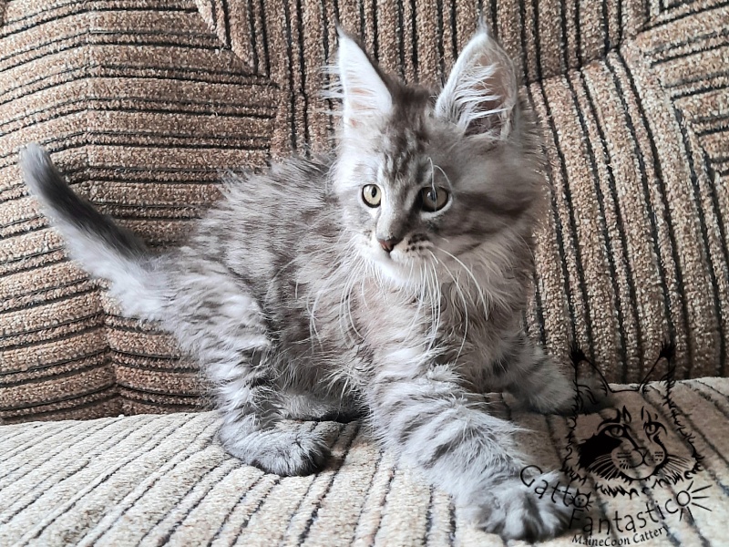 Gatto Fantastico Bayraktar - Кошеня мейн-кун 2 місяця 1 тиждень
