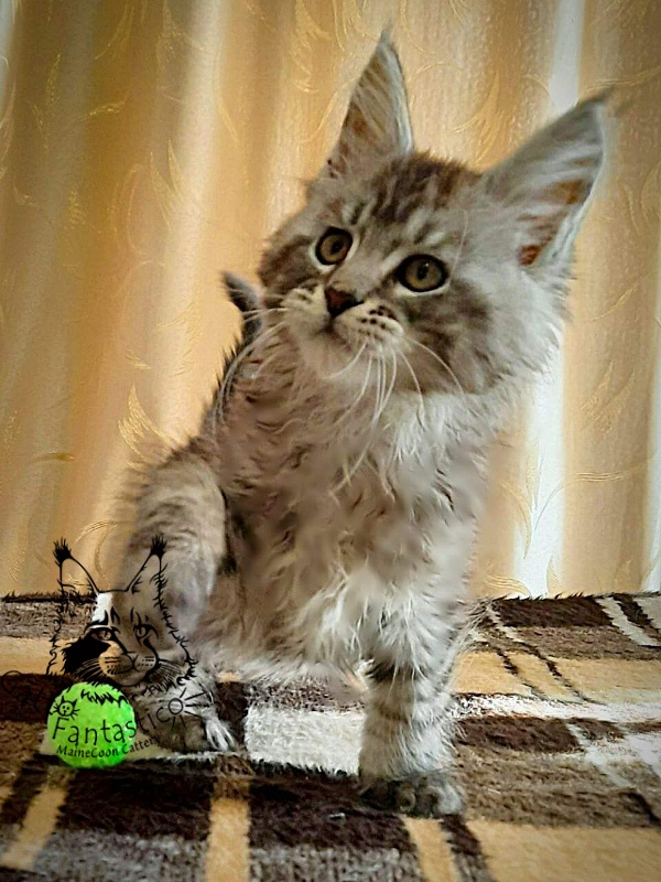 Gatto Fantastico Bayraktar - Кошеня мейн-кун 2 місяця 1,5 тиждень