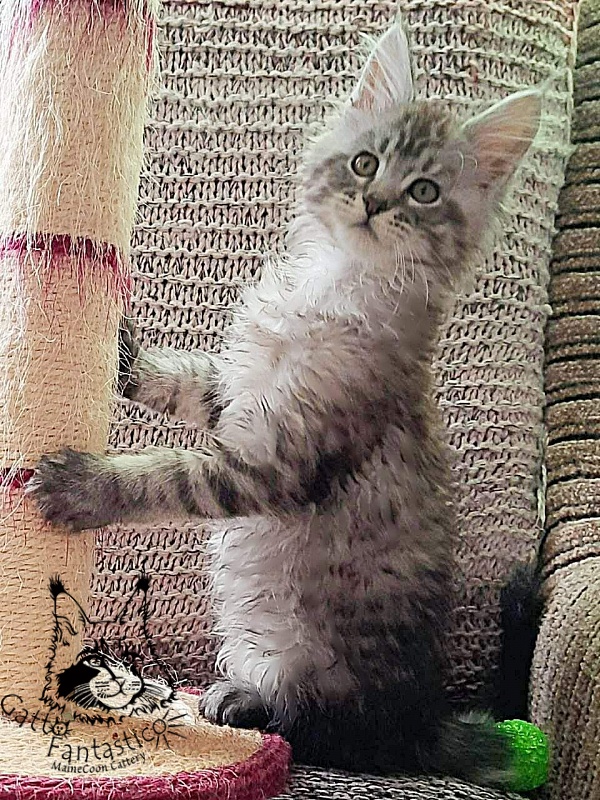 Gatto Fantastico Bayraktar - Кошеня мейн-кун 2 місяця 1,5 тиждень