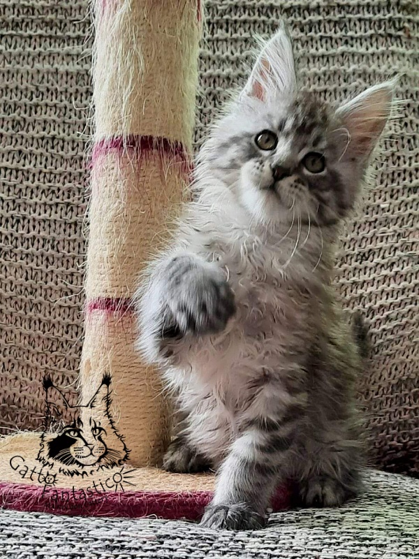 Gatto Fantastico Bayraktar - Кошеня мейн-кун 2 місяця 1,5 тиждень