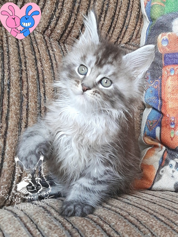 Gatto Fantastico Bayraktar - Кошеня мейн-кун 1 місяць 2,5 тижні