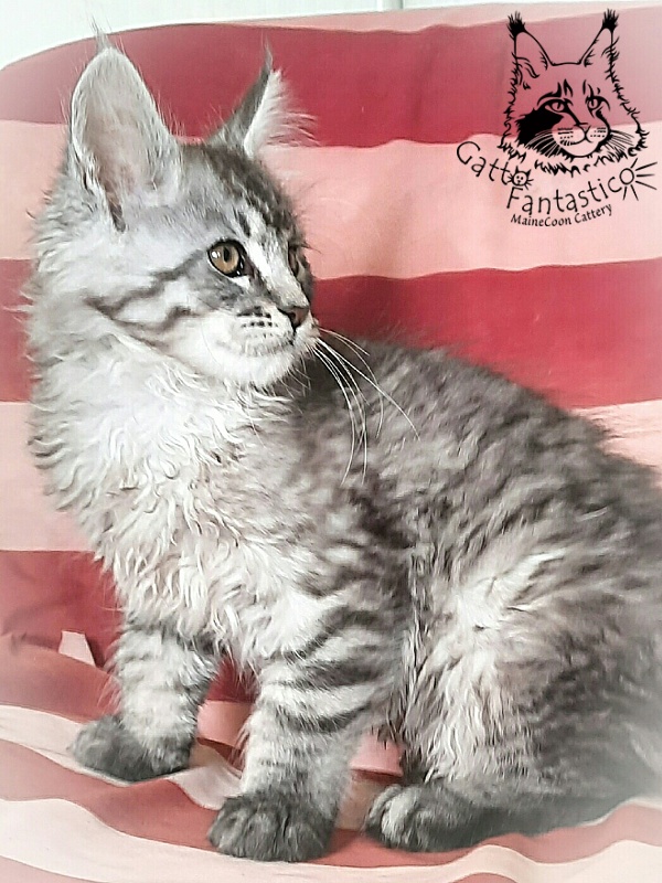 Gatto Fantastico Bayraktar - Кошеня мейн-кун 2 місяця 3 тижні