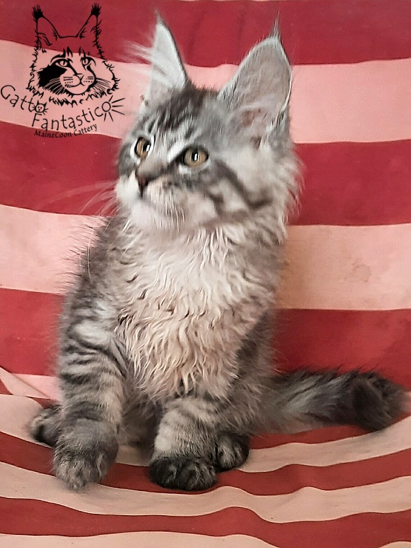 Gatto Fantastico Bayraktar - Кошеня мейн-кун 2 місяця 3 тижні