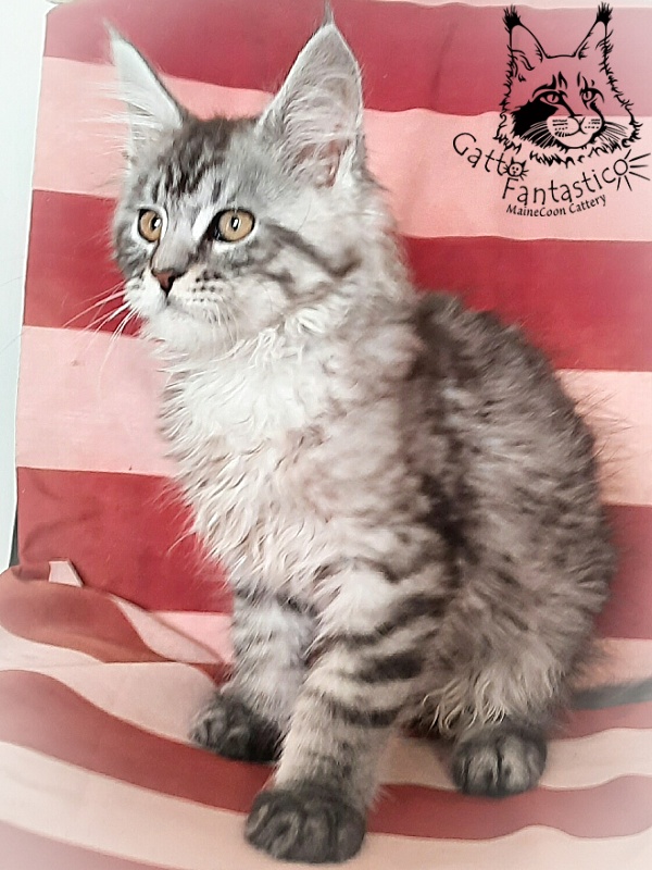 Gatto Fantastico Bayraktar - Кошеня мейн-кун 2 місяця 3 тижні