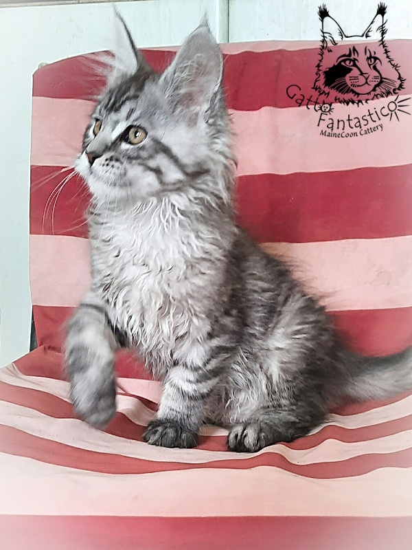 Gatto Fantastico Bayraktar - Кошеня мейн-кун 2 місяця 3 тижні