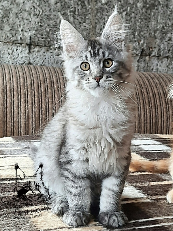 Gatto Fantastico Bayraktar - Кошеня мейн-кун 3 місяця